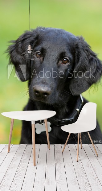 Bild på Flatcoated retriever 